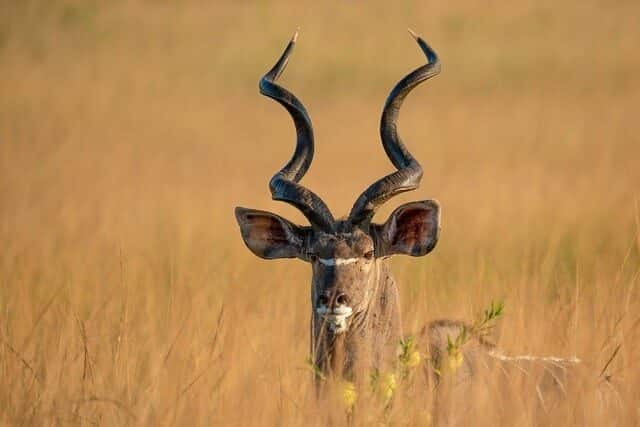 Serengeti-faune-sauvage