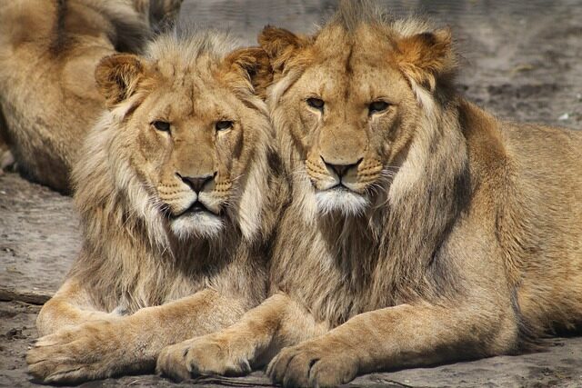 Voyage Afrique Lion Parc